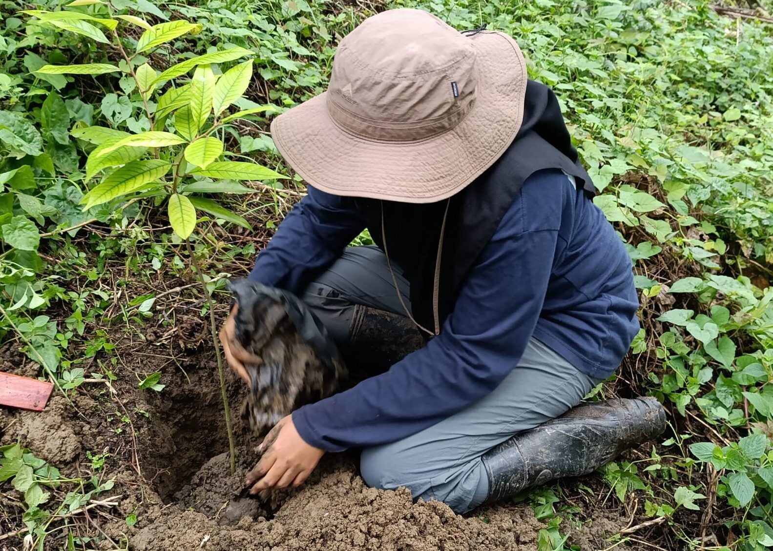 Konservasionis SSRS Indonesia Biodiversity Hub Melaksanakan Penanaman Spesies Langka Hopea celebica di Lanskap Agroforestri Batui, Banggai